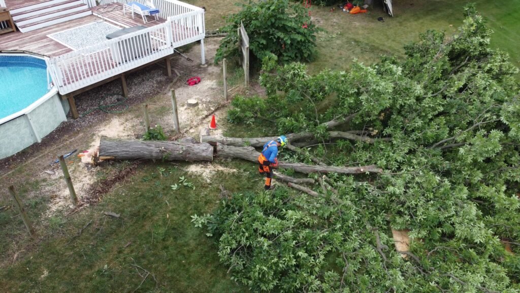 grand rapids, Tree, Removal, hickory, Cleanup, Service
