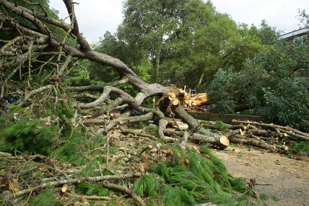 A large fallen tree with branches and logs scattered across a park pathway storm cleanup