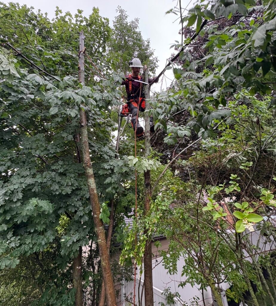 tree service, trimming, pruning, climbing, care