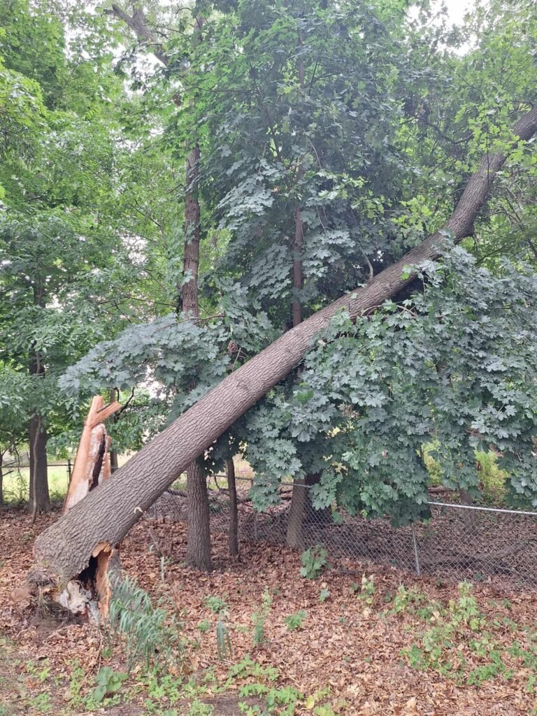 tree, removal, storm, damage, cleanup