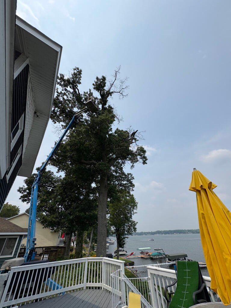 tree, trimming, service, branches, dead, lift