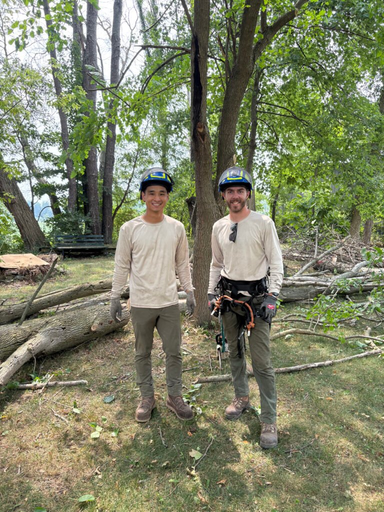 west, roots, tree, service, employees