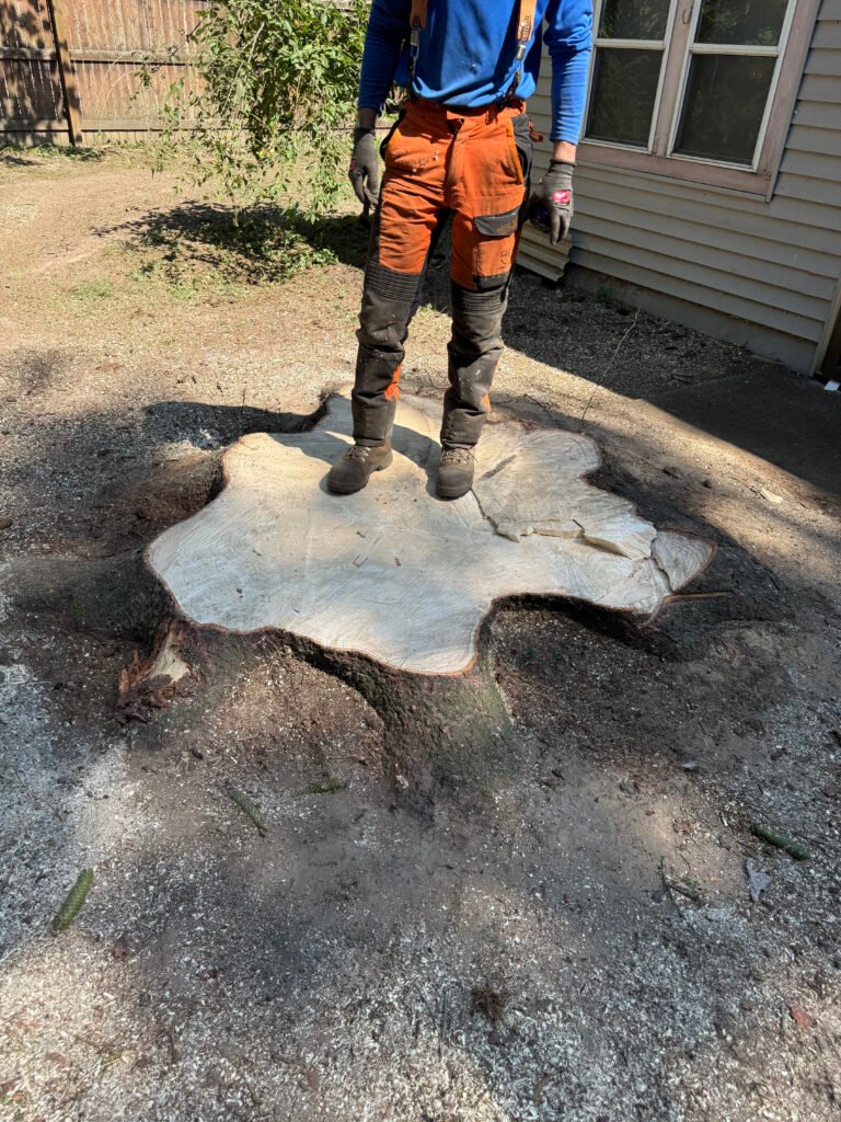 west_roots_stump_grinding_removal_large_standing