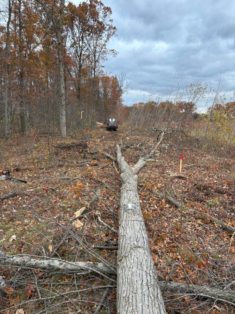 grand-rapids-powerline-lot-clearing-skid-steer-tree-service