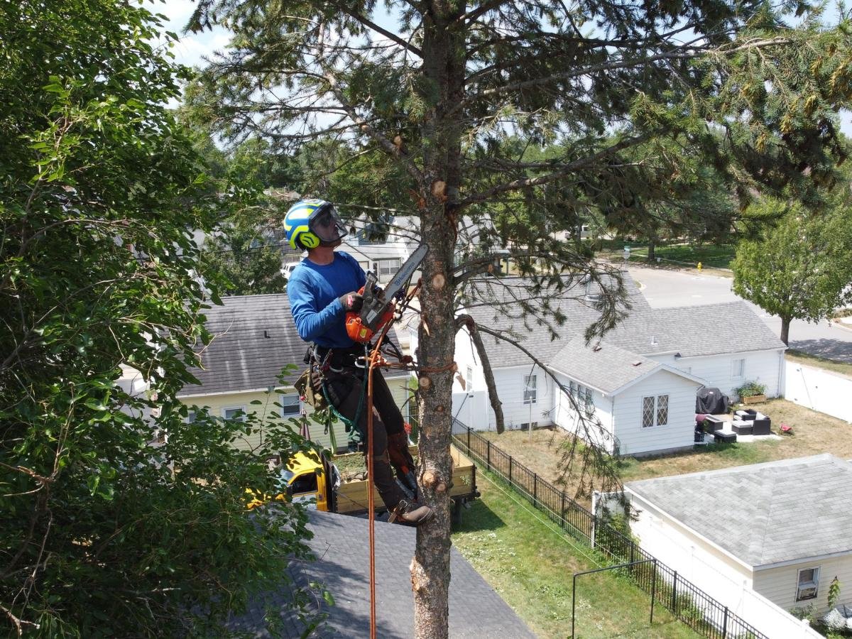Tree Trimming & Pruning Services in Grand Rapids, MI