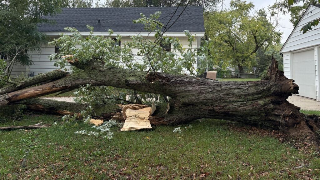 A tree that has fallen over during a storm.