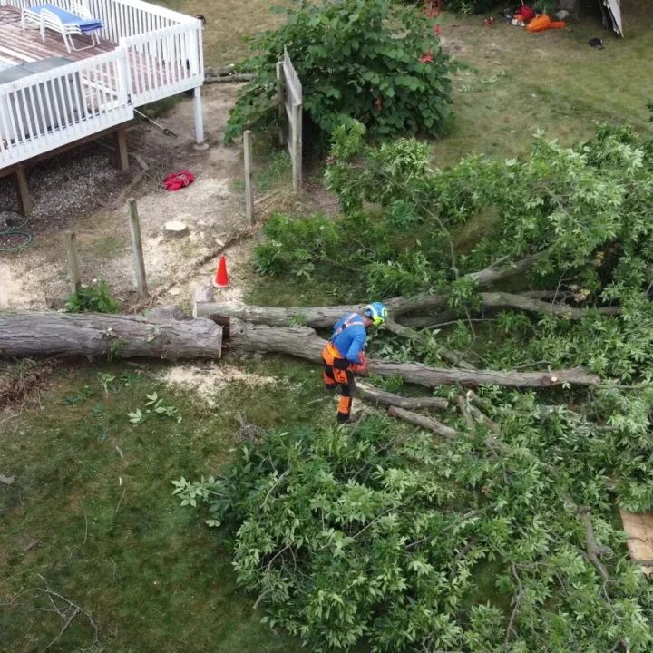 hickory-tree-removal-grand-rapids-2048x1152