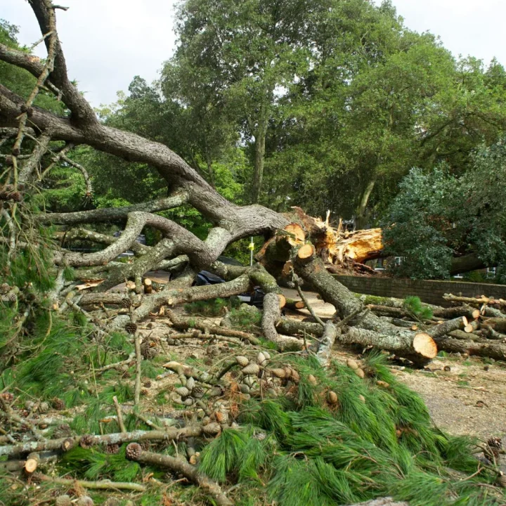 tree-service-storm-cleanup-west-michigan-1536x1024