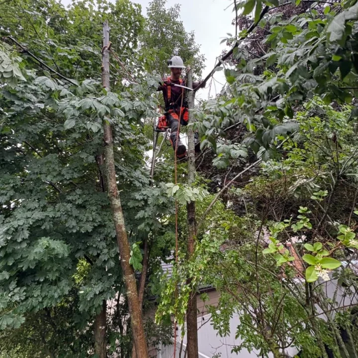 tree-trimming-climbing-service-924x1024